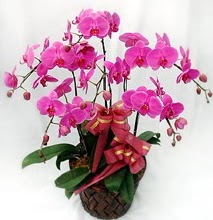 Sepet ierisinde 5 dall lila orkide  stanbul skdar ucuz iek gnder 