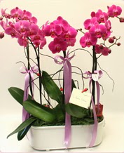 Beyaz seramik ierisinde 4 dall orkide  stanbul skdar ucuz iek gnder 