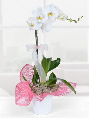 Tek dallı beyaz orkide seramik saksıda  İstanbul Üsküdar çiçek gönderme 