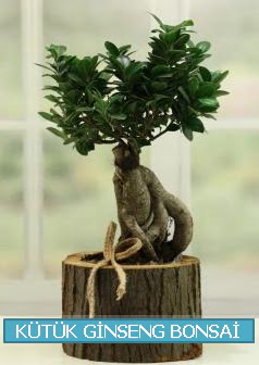 Ktk aa ierisinde ginseng bonsai  stanbul skdar iek gnderme sitemiz gvenlidir 