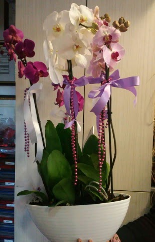 Mor ve beyaz ve pembe 6 dall orkide  stanbul skdar ucuz iek gnder 