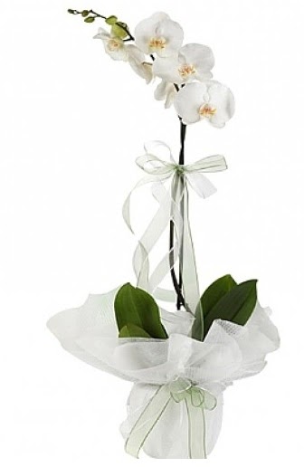Tekli Beyaz Orkide  stanbul skdar hediye iek yolla 