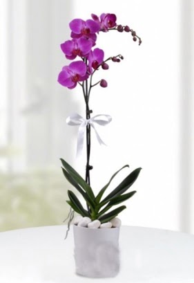 Tek dall saksda mor orkide iei  stanbul skdar iekiler 