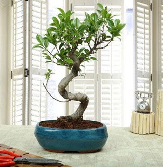 Amazing Bonsai Ficus S thal  stanbul skdar internetten iek siparii 