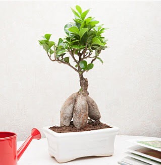 Exotic Ficus Bonsai ginseng  stanbul skdar iek servisi , ieki adresleri 