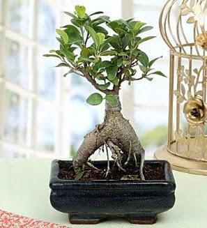 Appealing Ficus Ginseng Bonsai  stanbul skdar anneler gn iek yolla 