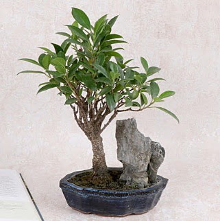 Japon aac Evergreen Ficus Bonsai  stanbul skdar iek gnderme sitemiz gvenlidir 