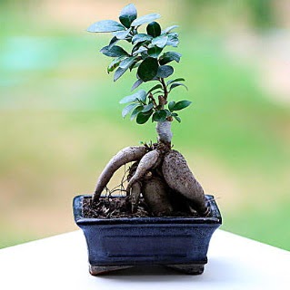 Marvellous Ficus Microcarpa ginseng bonsai  stanbul skdar iek siparii vermek 