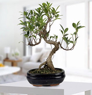 Gorgeous Ficus S shaped japon bonsai  stanbul skdar yurtii ve yurtd iek siparii 