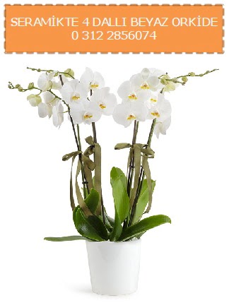 Seramikte 4 dall beyaz orkide  stanbul skdar iekiler 