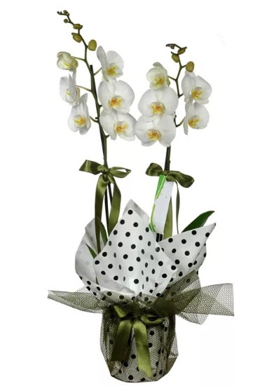 ift Dall Beyaz Orkide  stanbul skdar 14 ubat sevgililer gn iek 