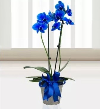 ift dall mavi orkide  stanbul skdar iek sat 