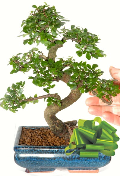 Yaklak 25 cm boyutlarnda S bonsai  stanbul skdar iek siparii sitesi 