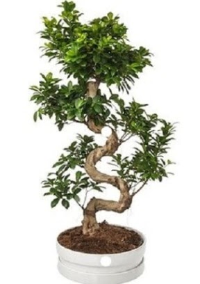 90 cm ile 100 cm civar S peyzaj bonsai  stanbul skdar iek gnderme sitemiz gvenlidir 