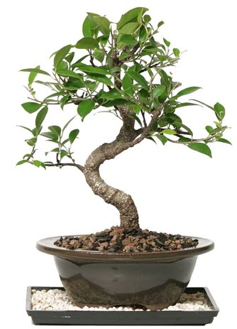 Altn kalite Ficus S bonsai  stanbul skdar ieki telefonlar  Sper Kalite