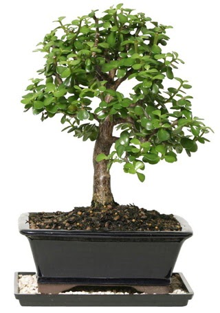 15 cm civar Zerkova bonsai bitkisi  stanbul skdar iek siparii sitesi 