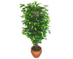 Ficus Benjamin 1,50 cm   stanbul skdar anneler gn iek yolla 