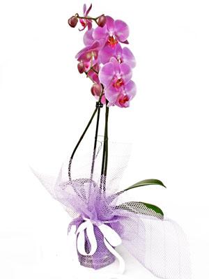  İstanbul Üsküdar anneler günü çiçek yolla  Kaliteli ithal saksida orkide