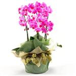  İstanbul Üsküdar İnternetten çiçek siparişi  2 dal orkide , 2 köklü orkide - saksi çiçegidir