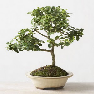 ithal bonsai saksi iegi  stanbul skdar iek online iek siparii 