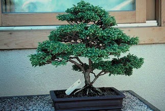 ithal bonsai saksi iegi  stanbul skdar 14 ubat sevgililer gn iek 