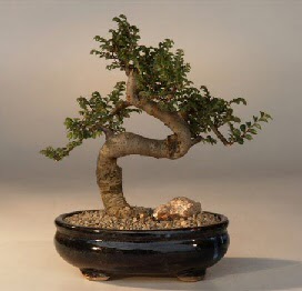 ithal bonsai saksi iegi  stanbul skdar 14 ubat sevgililer gn iek 