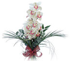  İstanbul Üsküdar çiçek siparişi sitesi  Dal orkide ithal iyi kalite