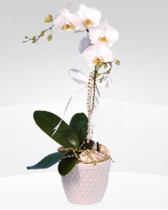1 dallı orkide saksı çiçeği  İstanbul Üsküdar online çiçekçi , çiçek siparişi 