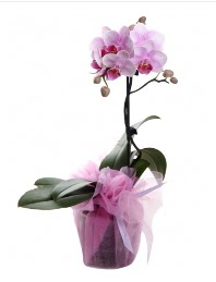 1 dal pembe orkide saksı çiçeği  İstanbul Üsküdar kaliteli taze ve ucuz çiçekler 