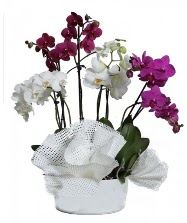 4 dal mor orkide 2 dal beyaz orkide  İstanbul Üsküdar anneler günü çiçek yolla 
