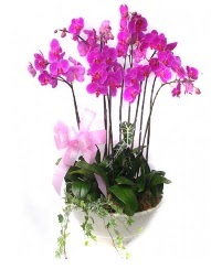 9 dal orkide saksı çiçeği  İstanbul Üsküdar güvenli kaliteli hızlı çiçek 
