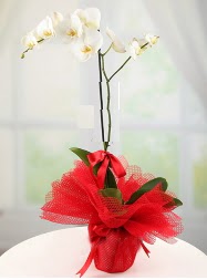 1 dal beyaz orkide saksı çiçeği  İstanbul Üsküdar yurtiçi ve yurtdışı çiçek siparişi 