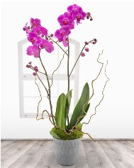 2 dallı mor orkide saksı çiçeği  İstanbul Üsküdar ucuz çiçek gönder 