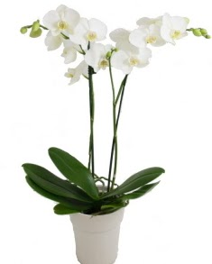 2 dallı beyaz orkide  İstanbul Üsküdar uluslararası çiçek gönderme 
