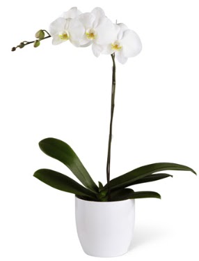 1 dallı beyaz orkide  İstanbul Üsküdar 14 şubat sevgililer günü çiçek 