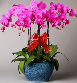 7 dallı mor orkide  İstanbul Üsküdar çiçek online çiçek siparişi 