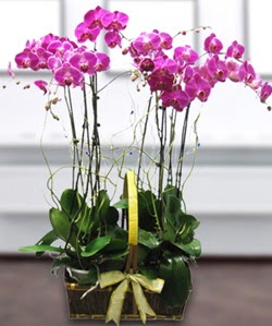 4 dallı mor orkide  İstanbul Üsküdar güvenli kaliteli hızlı çiçek 