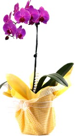  İstanbul Üsküdar çiçek siparişi sitesi  Tek dal mor orkide saksı çiçeği