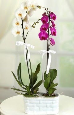 1 mor 1 dal beyaz İthal orkide sepet içerisinde  İstanbul Üsküdar çiçek mağazası , çiçekçi adresleri 
