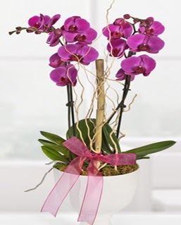 2 dallı nmor orkide  İstanbul Üsküdar anneler günü çiçek yolla 