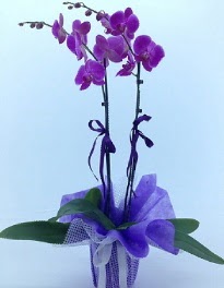 2 dallı mor orkide  İstanbul Üsküdar kaliteli taze ve ucuz çiçekler 