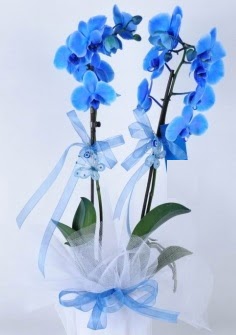 2 dallı mavi orkide  İstanbul Üsküdar internetten çiçek satışı 