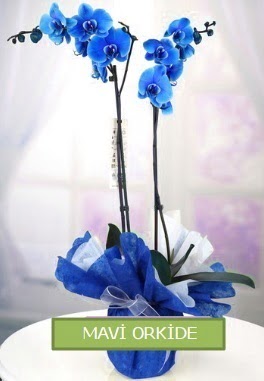 2 dallı mavi orkide  İstanbul Üsküdar çiçekçiler 