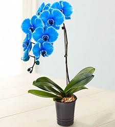 1 dallı süper eşsiz mavi orkide  İstanbul Üsküdar çiçek mağazası , çiçekçi adresleri 