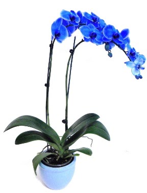 Seramikli 2 dallı süper eşsiz mavi orkide  İstanbul Üsküdar çiçek servisi , çiçekçi adresleri 