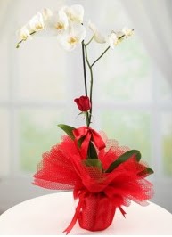Tek dal beyaz orkide tek dal kırmızı gül  İstanbul Üsküdar internetten çiçek satışı 