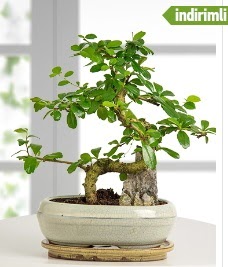 S şeklinde ithal gerçek bonsai japon ağacı  İstanbul Üsküdar internetten çiçek satışı 