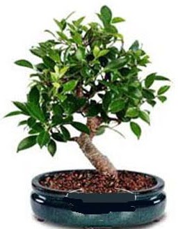 5 yanda japon aac bonsai bitkisi  stanbul skdar anneler gn iek yolla 
