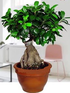 5 yaşında japon ağacı bonsai bitkisi  İstanbul Üsküdar online çiçek gönderme sipariş 