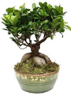 Japon ağacı bonsai saksı bitkisi  İstanbul Üsküdar İnternetten çiçek siparişi 